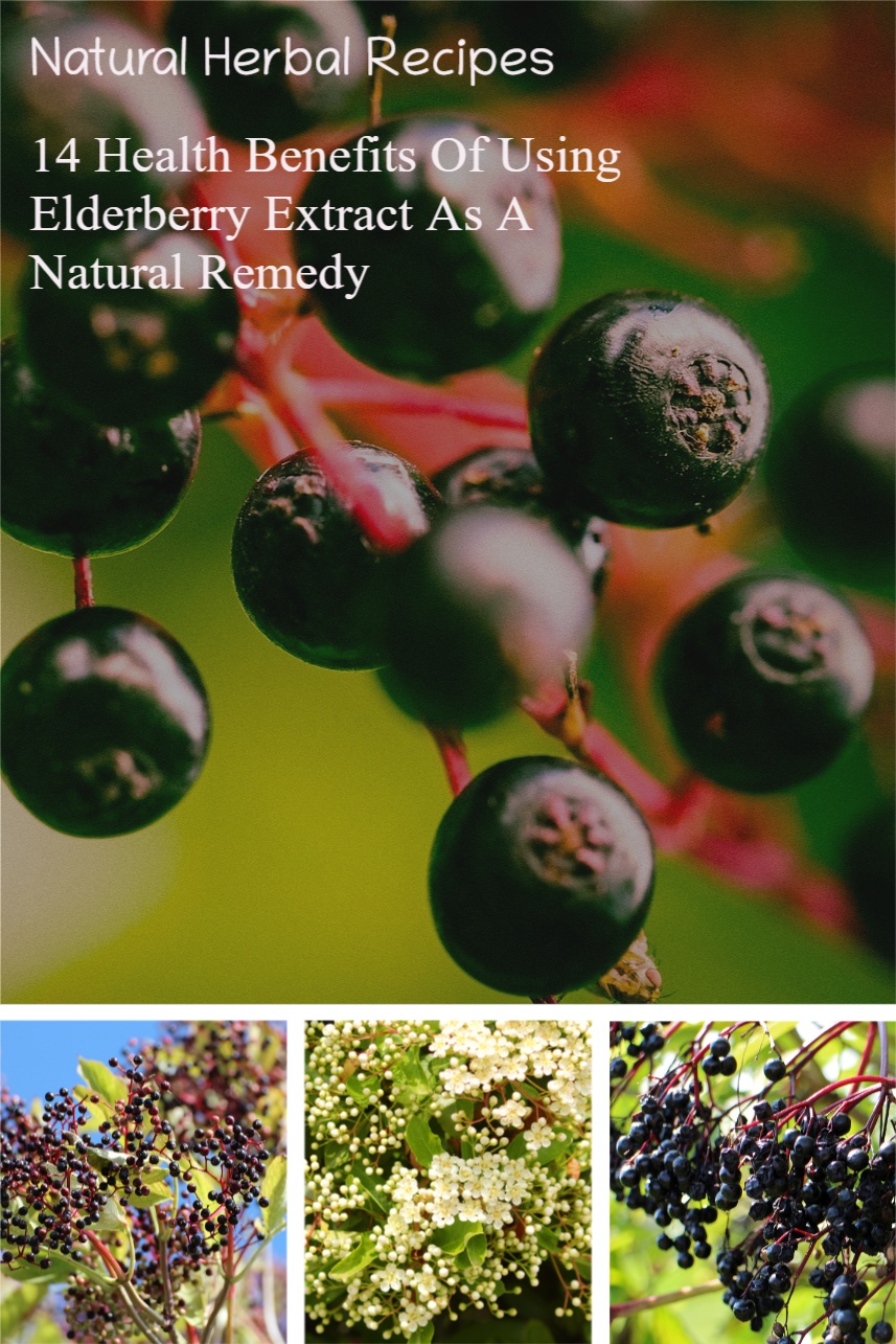 14 Health Benefits Of Using Elderberry Extract As A Natural Remedy