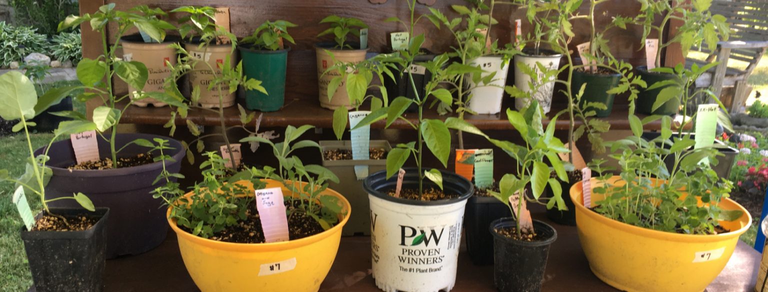 How To Make Money Selling Plants From Home DIY Market Stand