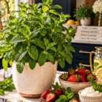 Vibrant mint plant with bright green crinkled leaves in a cream ceramic pot on a white quartz countertop, dark navy cabinetry blurred behind, rustic wooden board holding a bowl of fresh strawberries, mint sprigs, and a small ramekin of whipped cream in the foreground, brushed gold dessert fork nearby, bright natural summer light.
