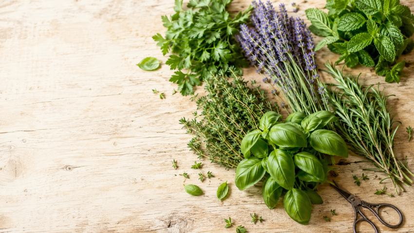 culinary herbs to grow at home
